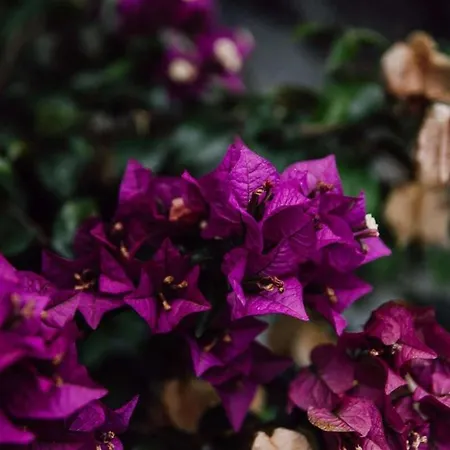 Mea Suna Madeira Vila Arco da Calheta (Madeira)